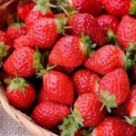 草莓季来啦! 纽约2023最新11大热门摘草莓农场盘点！